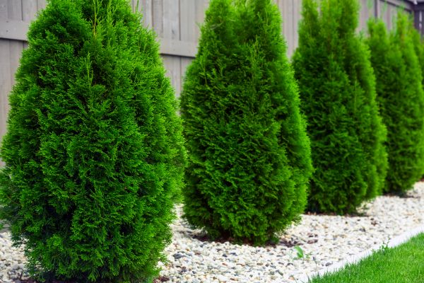 Arborvitae Planting in Newport Beach
