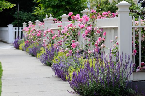 Garden Handyman Service in Newport Beach