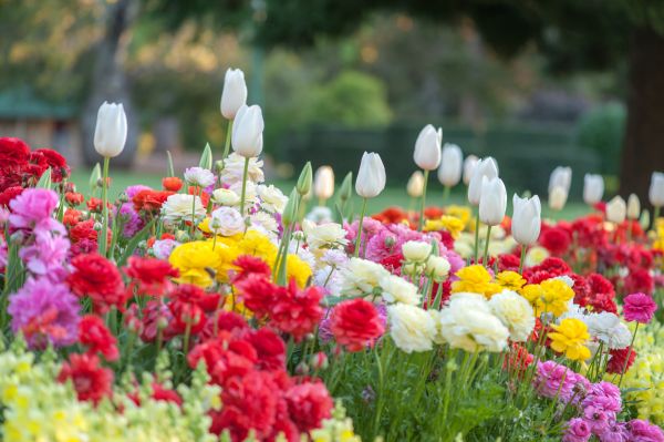 Gardening Service in Newport Beach