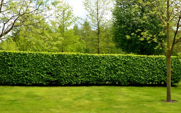 Hedge Planting in Newport Beach