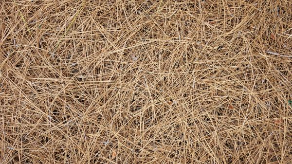 Pine Needles Delivery in Newport Beach
