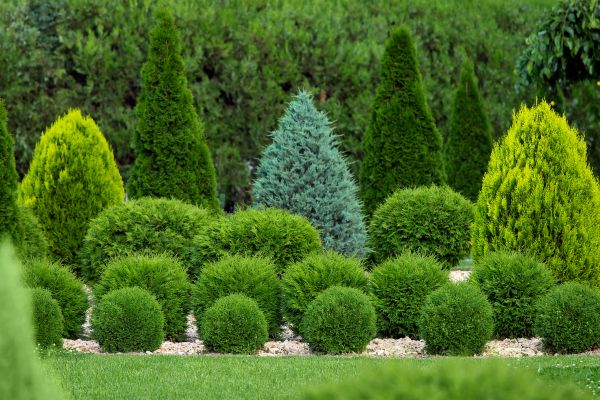 Shrub Replacement in Newport Beach