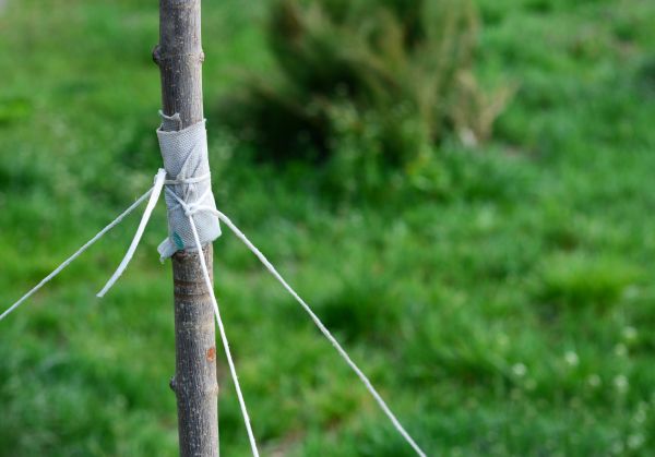 Tree Staking Service in Newport Beach