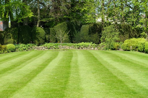 Lawn Renovation in Newport Beach