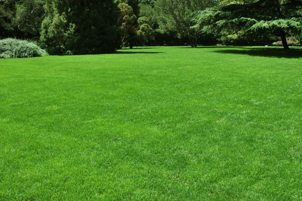 Lawn Landscaping in Newport Beach