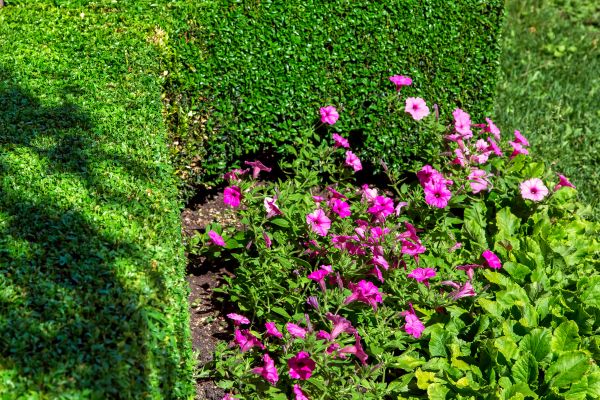 Softscaping Service in Newport Beach