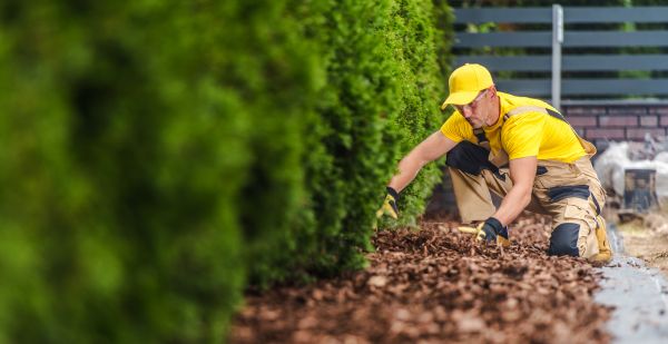 Cypress Mulch Installation in Newport Beach