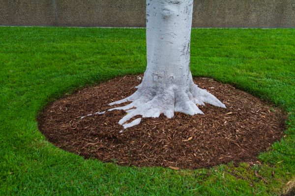 Brown Mulch Installation in Newport Beach