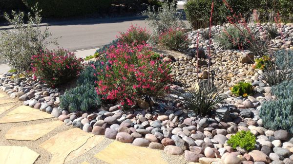 Xeriscape Landscaping in Newport Beach