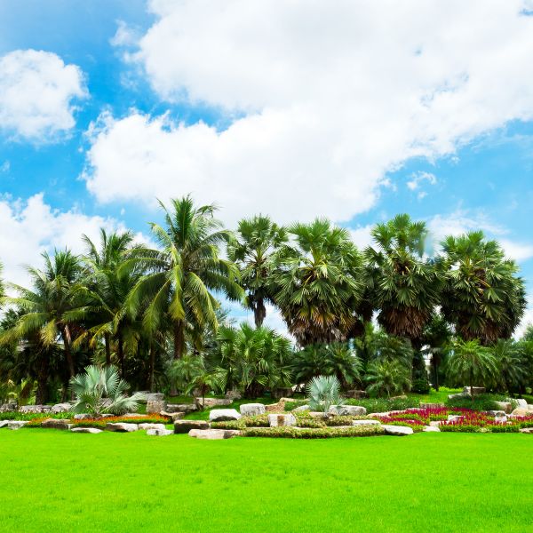 Tropical Landscaping in Newport Beach