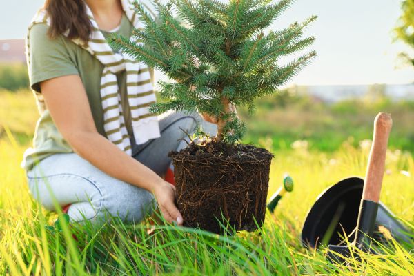 Spruce Tree Planting in Newport Beach