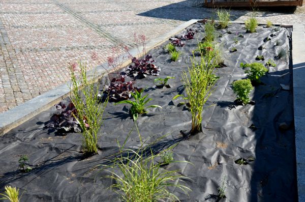 Landscape Fabric Installation in Newport Beach