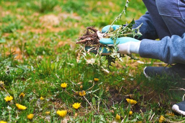 Flower Bed Clearing in Newport Beach