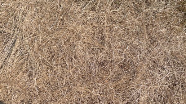 Pine Straw Replacement in Newport Beach