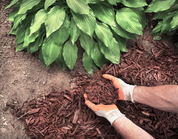 Bark Spreading in Newport Beach