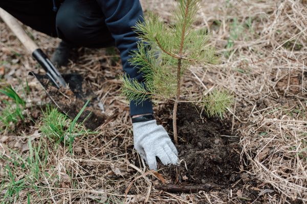 Pine Tree Planting in Newport Beach