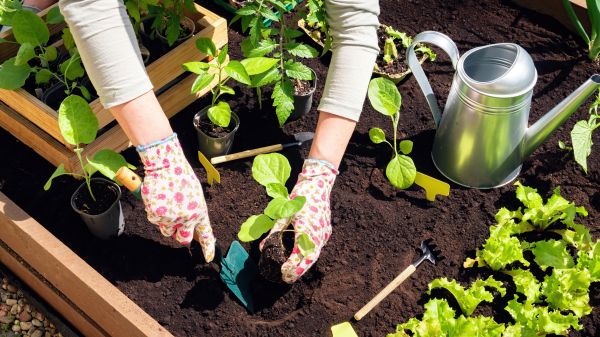 Garden Bed Installation in Newport Beach