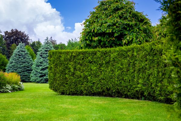 Hedge Landscaping in Newport Beach