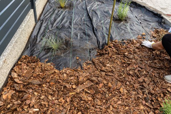 Pine Bark Spreading in Newport Beach