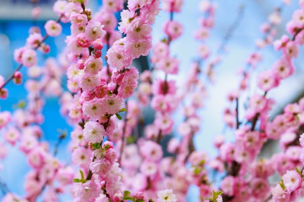 Japanese Cherry Tree Planting in Newport Beach