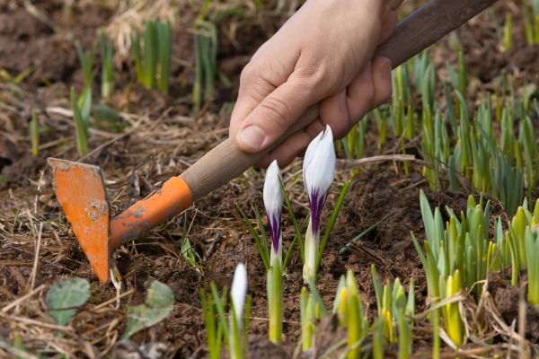 Flower Garden Weeding in Newport Beach