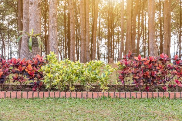 Small Garden Landscaping in Newport Beach