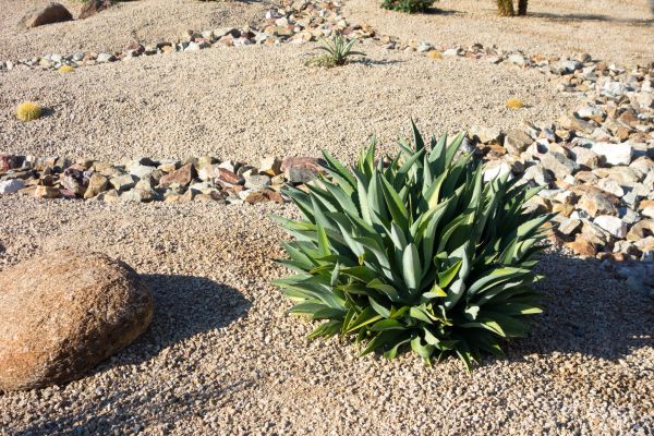 Xeriscaping Service in Newport Beach
