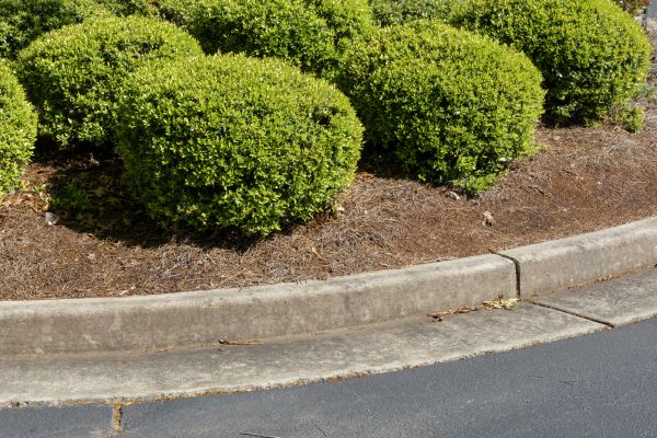 Pine Mulch Installation in Newport Beach