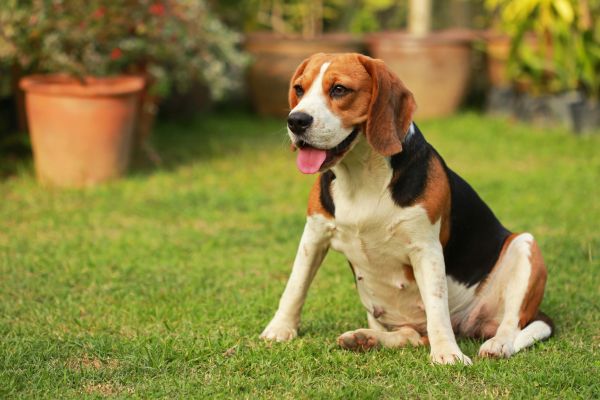 Dog Friendly Landscaping in Newport Beach