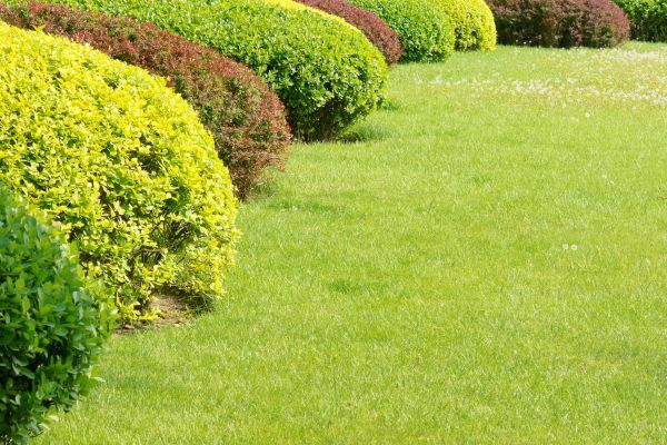 Shrubbery Planting in Newport Beach