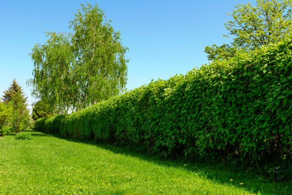 Hedge Replacement in Newport Beach
