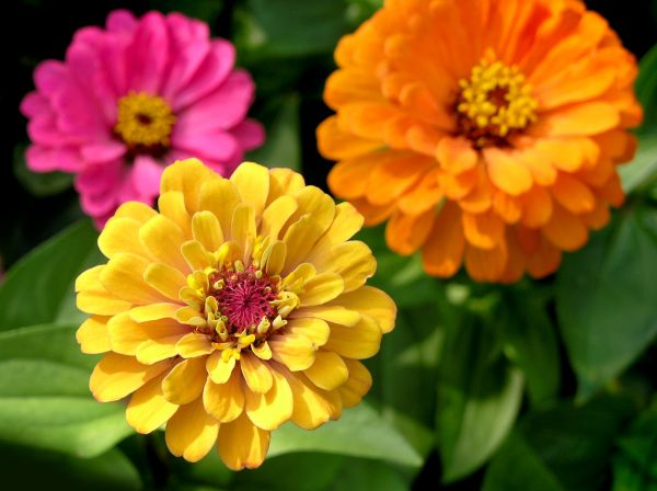 Zinnia Planting in Newport Beach