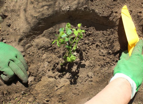 Rose Bush Planting in Newport Beach