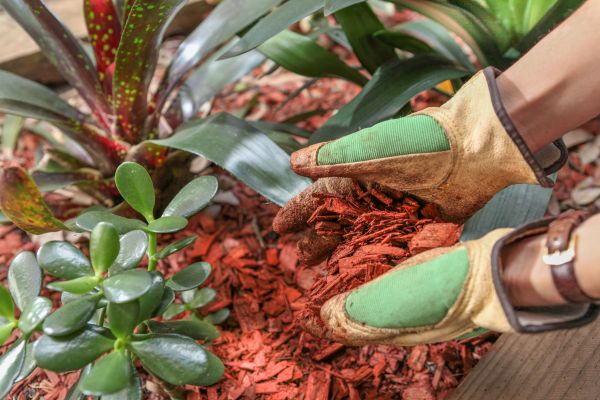 Residential Mulching in Newport Beach
