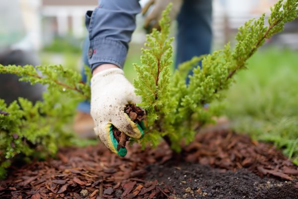 Church Mulching in Newport Beach