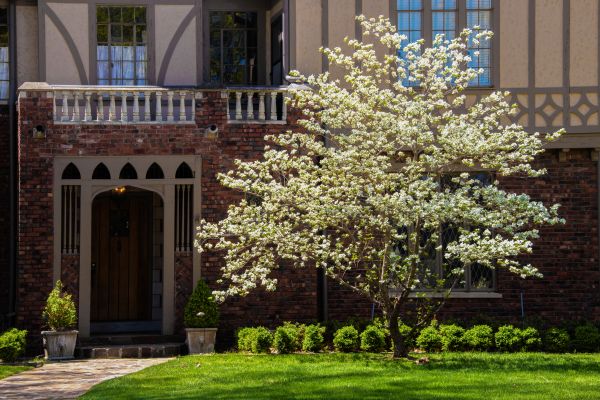 Dogwood Tree Planting in Newport Beach